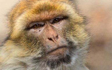 В Китае зафиксировали первую смерть человека от вируса обезьяны