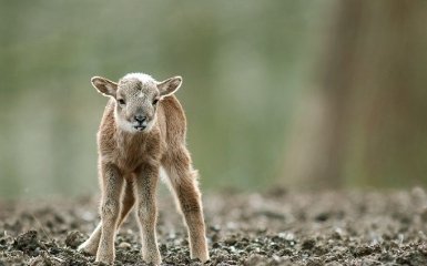 WWF-Україна нагадав, чому не можна чіпати дитинчат диких тварин