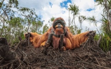 Эти снимки захватывают дух - на престижном конкурсе выбрали лучшие фото дикой природы 2020 года