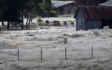 В Новой Зеландии поле застелило гигантской паутиной