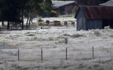В Новой Зеландии поле застелило гигантской паутиной