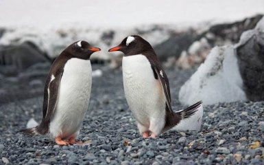 В Антарктиду в разгар зимы внезапно вернулись пингвины - зрелищные фото