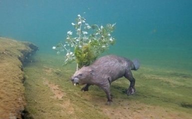 Фотограф 4 роки караулив рідкісного бобра під водою, щоб зробити знімок