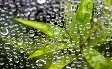 Ученые выяснили, что растения могут слышать воду