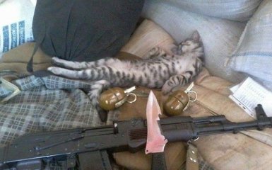 Котики на защите Украины: сеть умилили фото из зоны АТО