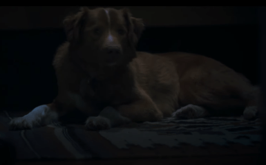 "Хороший мальчик" — история, которая шокирует