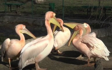 Директор Одесского зоопарка записал смешное поздравление с Днем влюбленных