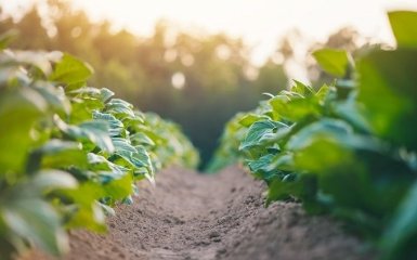 Як "кричать" рослини у стані стресу — вражаюче відео