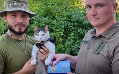 Знаменитий кіт-волонтер Шайба отримав відзнаку за допомогу ЗСУ