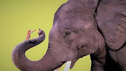 Слони бояться не стільки мишей, скільки несподіваних істот поблизу себе 