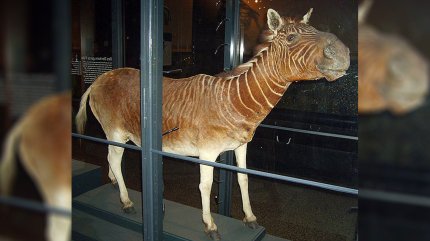 Человечество истребило сотни тысяч видов животных на планете 