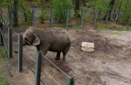 Суд в Колорадо отказал правозащитной организации в освобождении слонов из зоопарка 