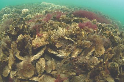 Человечество истребило гигантские рифы с устрицами у побережья Европы 