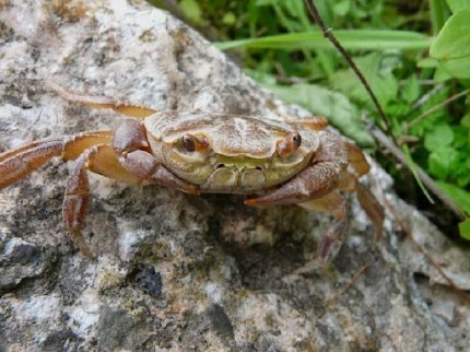 Майже чверть прісноводних тварин на планеті перебувають під загрозою знищення 