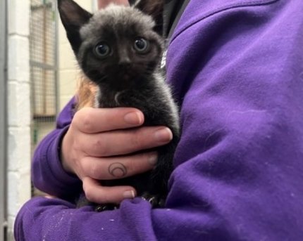 У Шотландії народились кошенята із постійною здатністю змінювати колір шерсті 