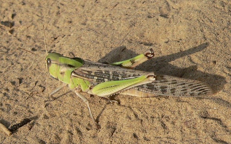 Locust invasion in Ukraine — authorities reveal the cause