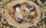 Not a russula or a boletus: how to correctly name mushrooms in Ukrainian