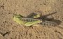 Russia actually provoked the locust invasion in Ukraine