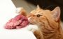 10 продуктов с вашего стола, которые никогда нельзя давать кошке