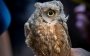 Owls rescued in the Kharkov region
