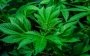 В США повідомили, що марихуана може допомогти перемогти коронавірус
