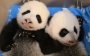 Канадским пандам уже три месяца